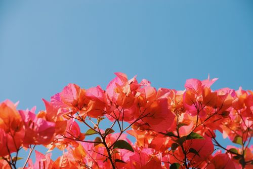 flower pink bougainvillea