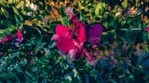 flower rose petal