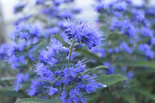 flower closeup nature