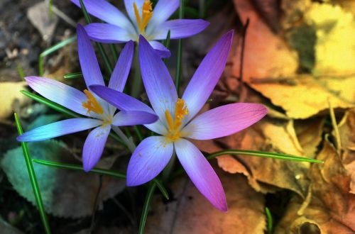 flower purple nature