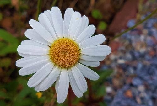 flower natur daisy