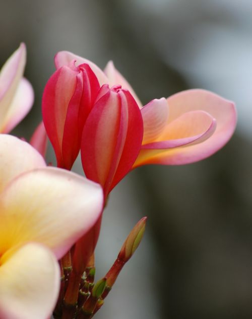 flower frangipani flower floral