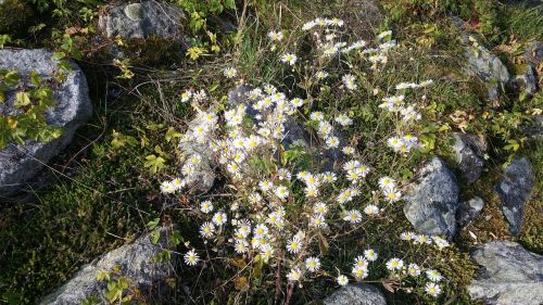 flower stones nature