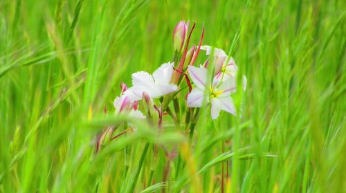 flower green white