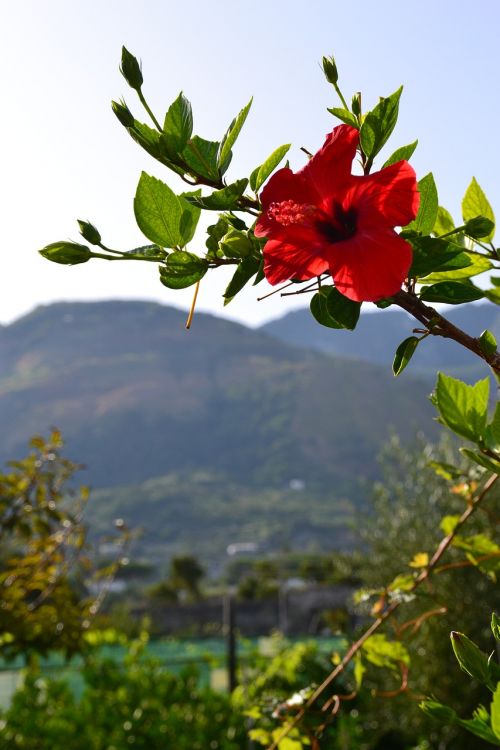 flower red close