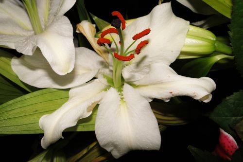flower lys white