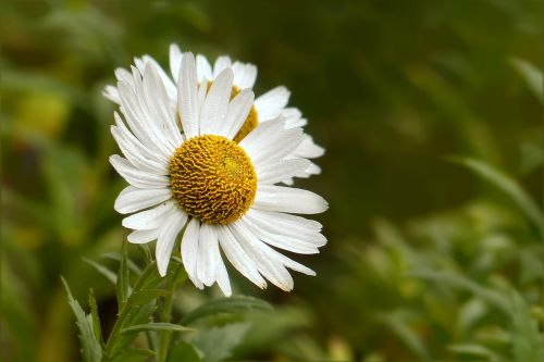 flower marguerite leucanthemum