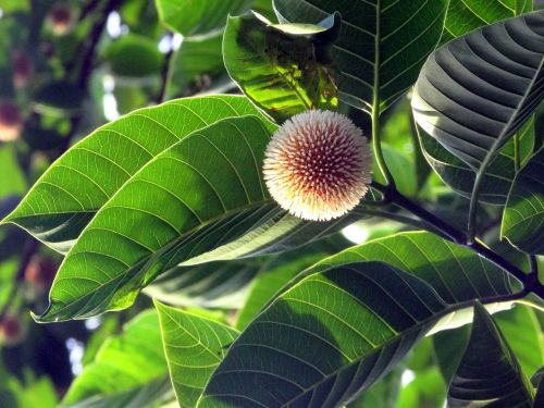 flower tree nature