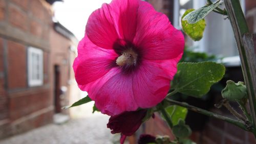 flower alley plant