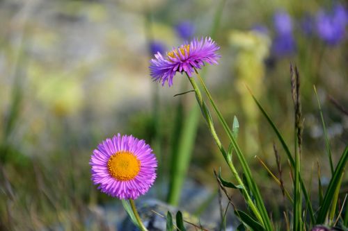 flower nature macro