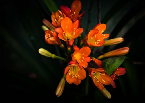 flower shrub clivia