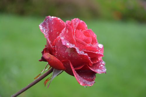 flower red rose droplets of rain