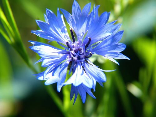 flower blue blue flower