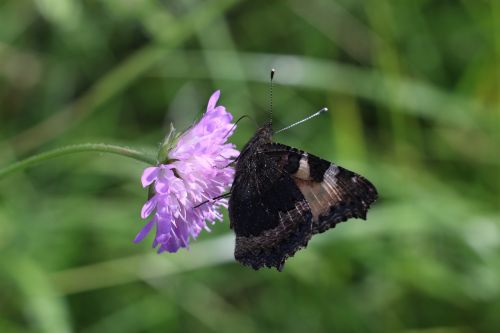 flower summer butterfly chocolate