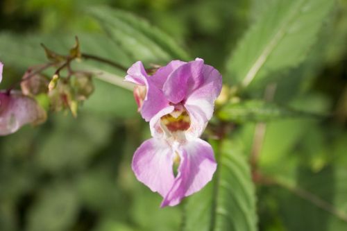 flower nature spring