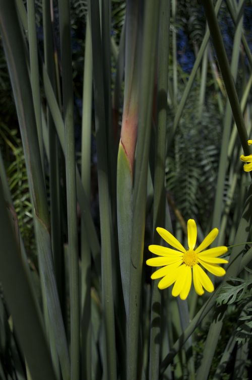 flower daisy floral