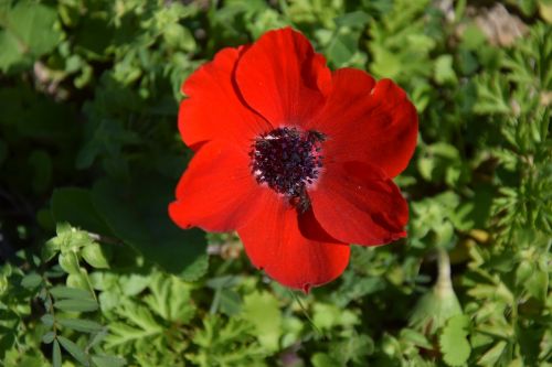 flower mediterranean nature