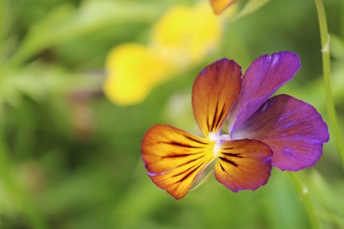 flower nature macro