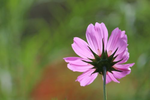 flower purple nature