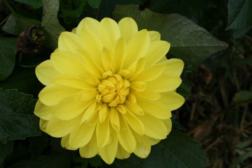 flower macro yellow