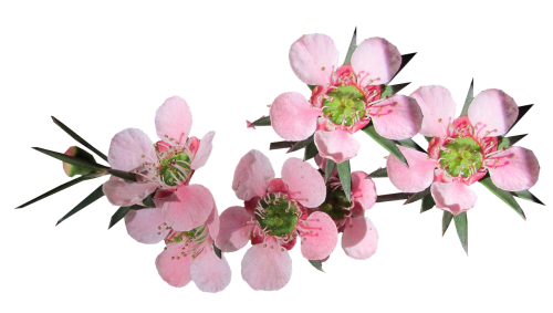 flower pink tea tree