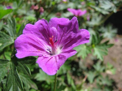 flower macro purple