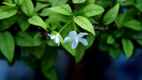 flower leaf white