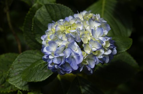 flower flora in machu picchu flower cusco