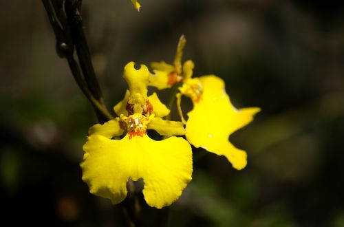 flower flora in machu picchu flora cusco