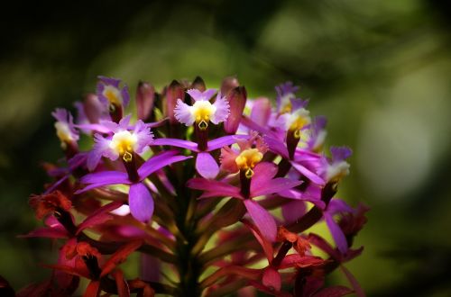 flower flora in machu picchu flora cusco
