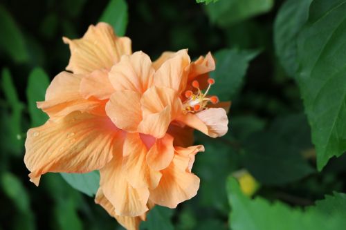 flower orange buds