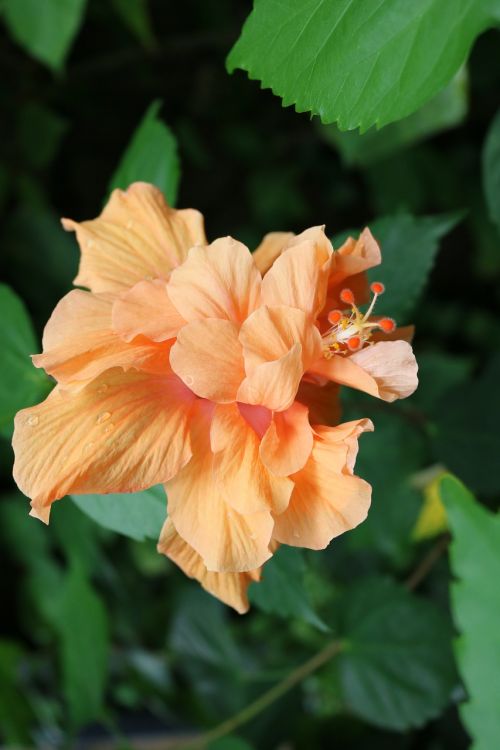flower orange buds