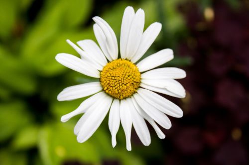 flower summer nature