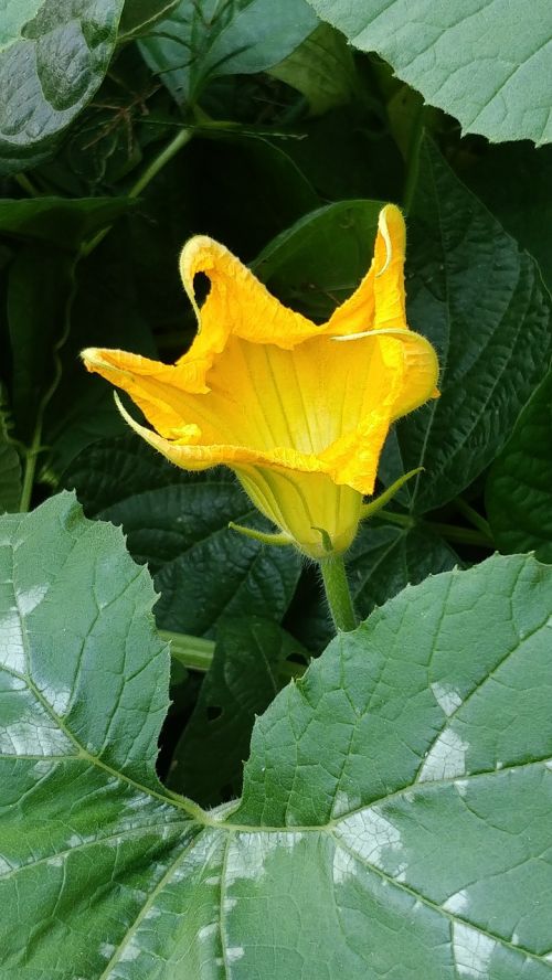 flower gourds yellow natural crop