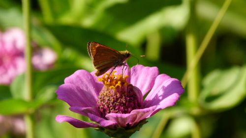 flower butterfly nature