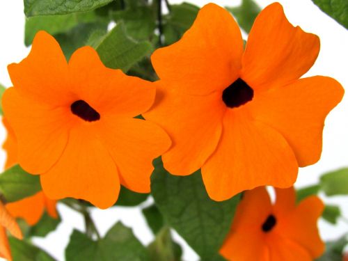 flower orange blossom plant