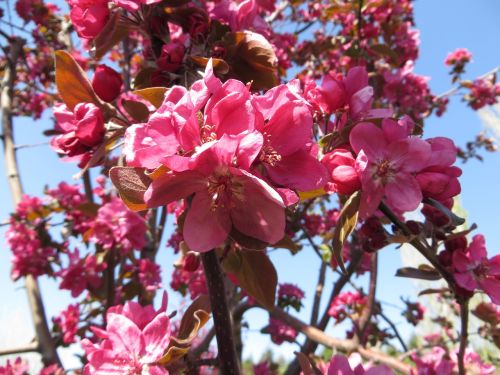 flower nature spring flowers