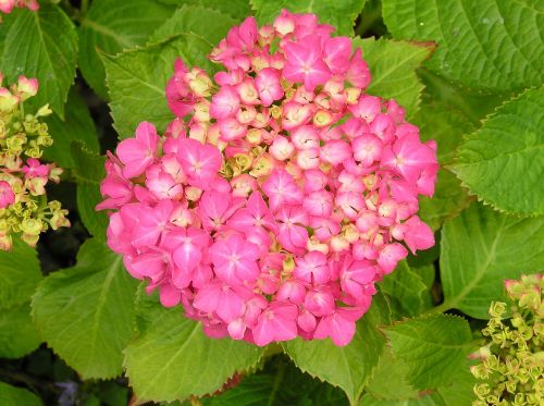 flower hydrangea sheet