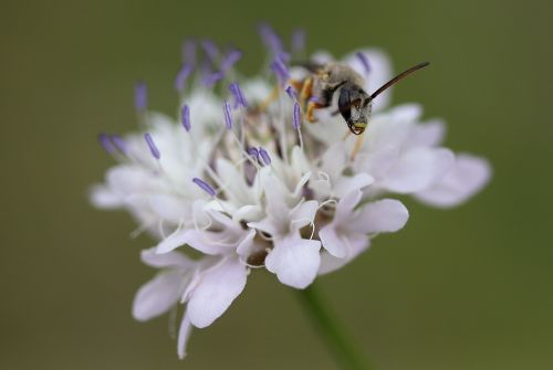 flower white wasp