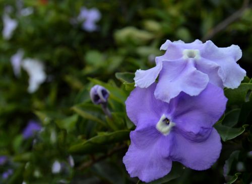 flower blue flower floral