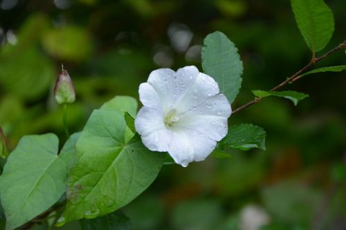 flower white flower lisseron nature
