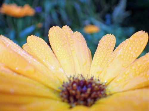 flower yellow dew drops