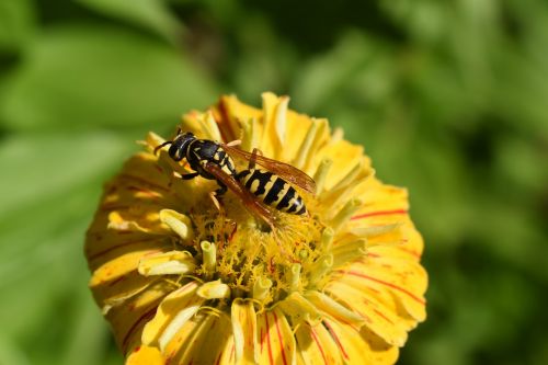 flower wasp yellow