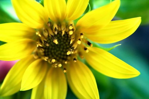 flower sunflower macro