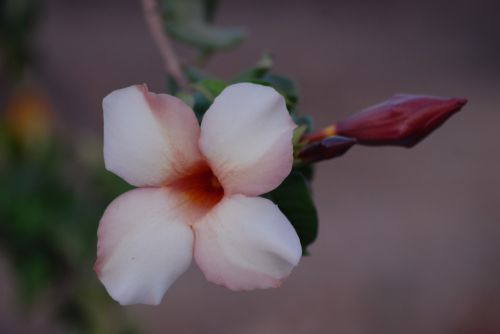 flower tree nature