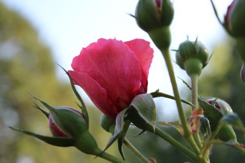 flower time wild plant