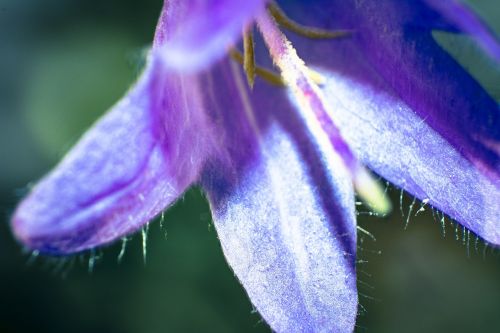 flower nature floral