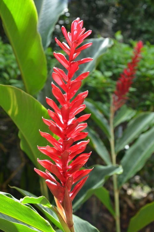 flower jungle red