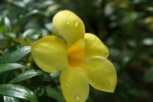 flower yellow floral