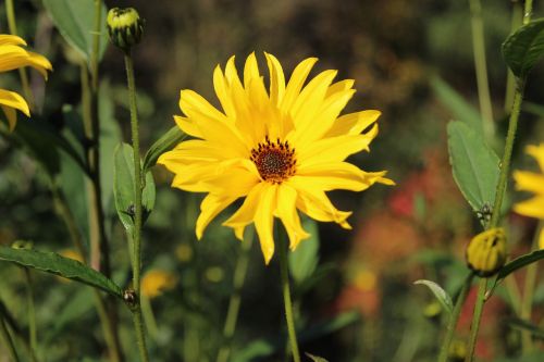 flower yellow garden